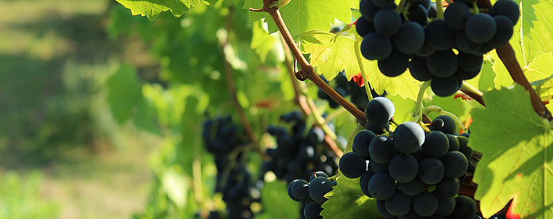vineyard-g51190abad-1920.jpg