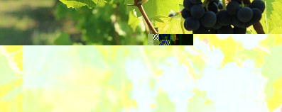 vineyard-g51190abad-1920.jpg